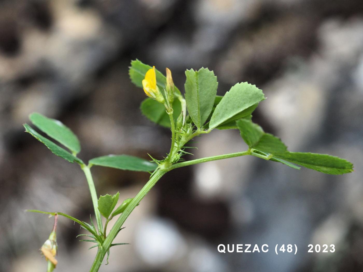 Medick, Large-disked flower